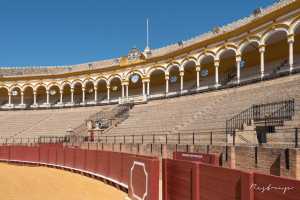 Plaza de Toros de la Real Maestranza de Caballería de Sevilla