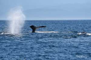 Canada,  humpback whale,  Vancouver Island 2