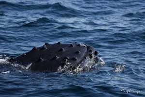 Canada,  humpback whale,  Vancouver Island 3