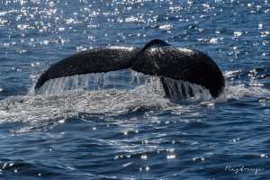 Canada,  humpback whale,  Vancouver Island 5