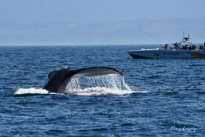 Canada,  humpback whale,  Vancouver Island 4