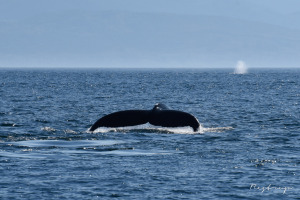 Canada,  humpback whale,  Vancouver Island 6