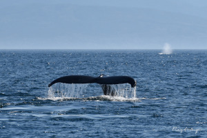 Canada,  humpback whale,  Vancouver Island 1