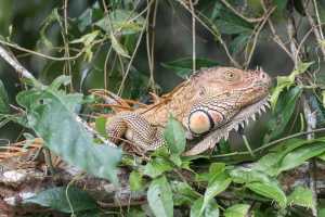 Costa-Rica,  Green iguana in Tortuguero National Park