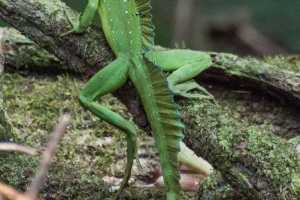 Costa-Rica, Jesus Christ  lizard in Tortuguero National Park