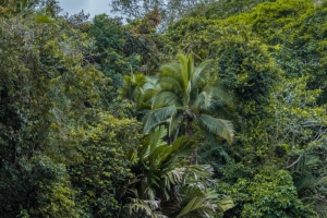 Costa-Rica,  Rain forest in Tortuguero National Park