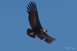 Male condor captured at Cruz del Condor Peru, 2 of 2